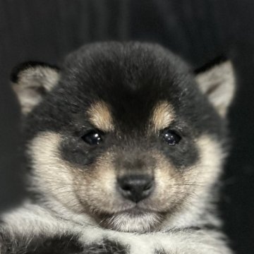 柴犬(豆柴)【福岡県・女の子・2022年12月4日・黒】の写真「可愛いお顔の黒毛の女の子」