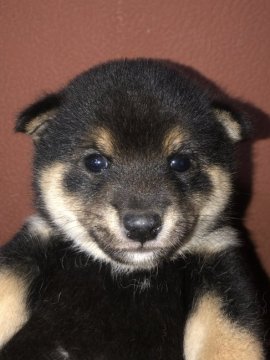 柴犬(豆柴)【福岡県・男の子・2021年5月18日・黒】の写真「コロッコロの黒柴の男の子」