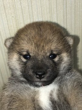 柴犬(豆柴)【福岡県・女の子・2021年8月9日・赤】の写真「コロコロの女の子」
