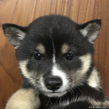 柴犬(豆柴)【福岡県・女の子・2022年4月4日・黒】の写真「可愛らしいお顔の黒柴の女の子」