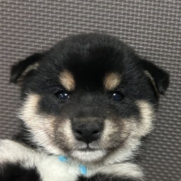 柴犬(豆柴)【福岡県・男の子・2023年6月20日・黒】の写真「おとなしい黒毛の男の子」