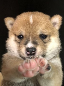 柴犬(豆柴)【福岡県・男の子・2020年12月22日・赤】の写真「おでことお鼻の白い模様がトレードマークです。」