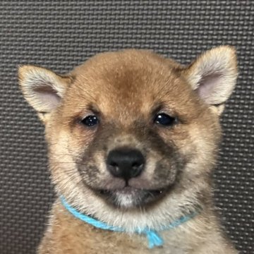 柴犬(豆柴)【福岡県・男の子・2023年2月13日・赤】の写真「たぬき顔の可愛らしい赤毛の男の子」