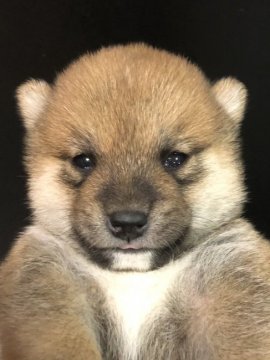 柴犬(豆柴)【福岡県・男の子・2021年3月8日・赤】の写真「おとなしい男の子」