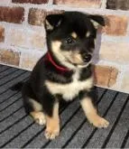 豆柴【福岡県・女の子・2022年6月6日・黒】の写真4