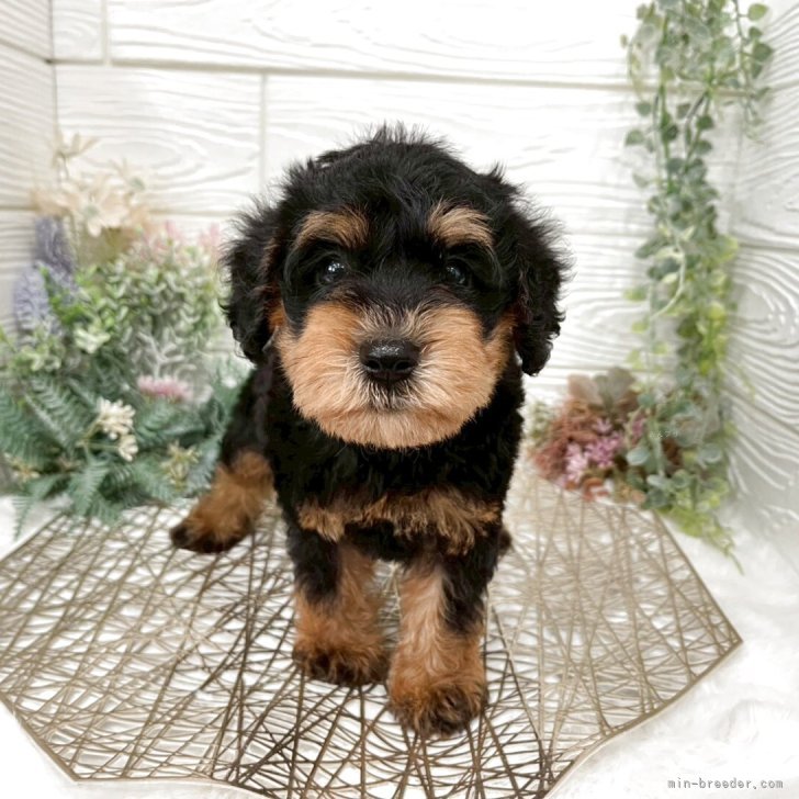 ブリーダー画像