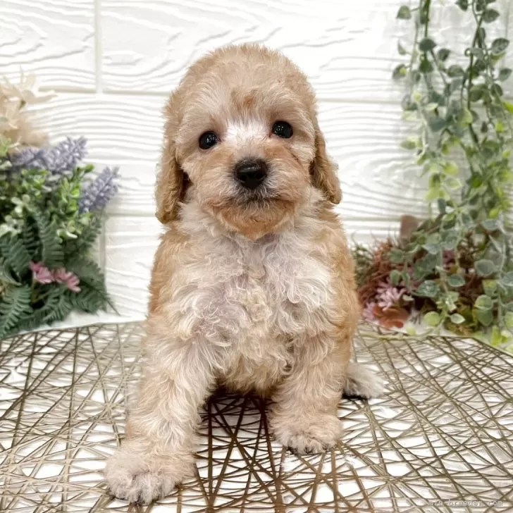 ID：2509-04009の子犬