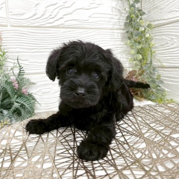 シュナプー(トイプードル×ミニチュアシュナウザー)【岡山県・男の子・2025年10月1日・ブラック】の写真「柄がきれいなシュナプーちゃん💕」
