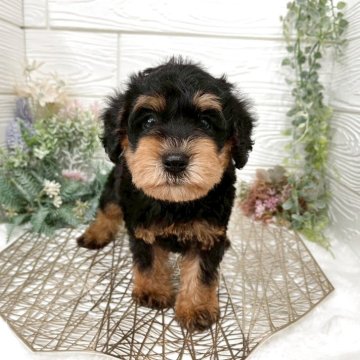 シュナプー(トイプードル×ミニチュアシュナウザー)【岡山県・男の子・2025年10月1日・ブラックタン】の写真「柄がきれいなシュナプーちゃん💕」