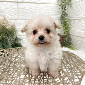 ポメプー(ポメラニアン×トイプードル)【岡山県・男の子・2025年10月24日・クリーム】の写真「小さめまんまるの男の子♪」