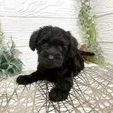 シュナプー(トイプードル×ミニチュアシュナウザー)【岡山県・男の子・2025年10月1日・ブラック】の写真1