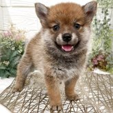 ポメ柴(ポメラニアン×柴犬)