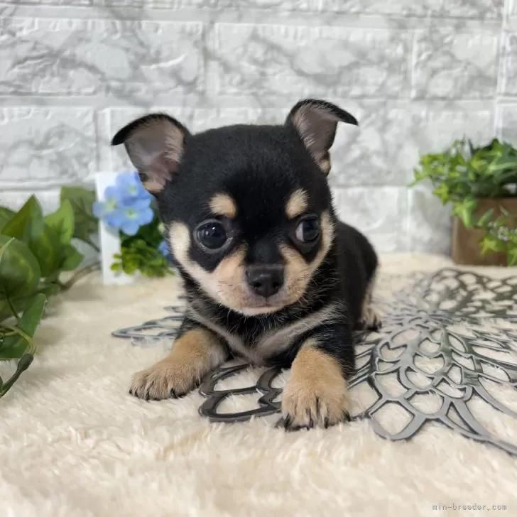 ID:2409-05130の子犬