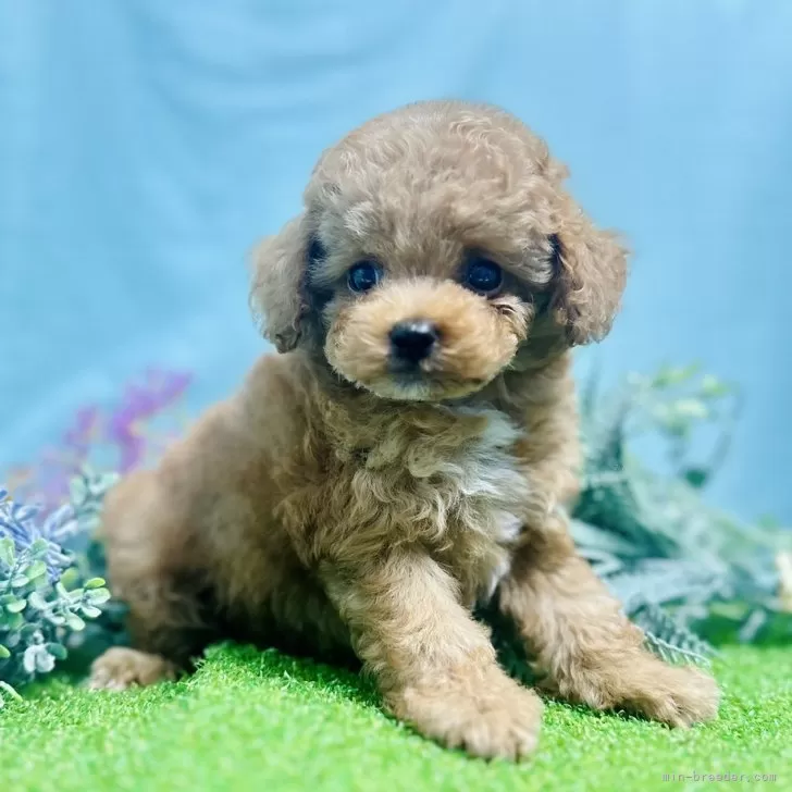 ID：2410-03030の子犬