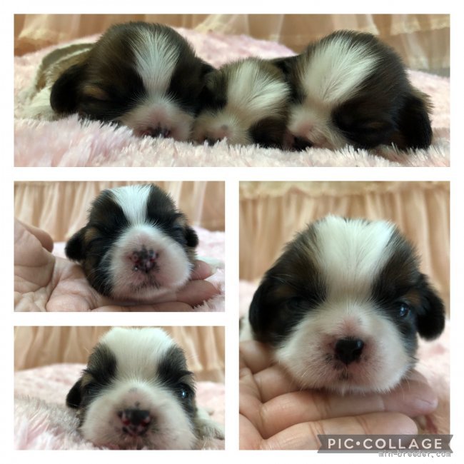 倉持恵理ブリーダーのブログ：シーズー子犬多数産まれてます♡