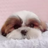 シーズー【埼玉県・女の子・2024年12月28日・ゴールド&ホワイト】の写真11