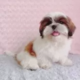 シーズー【埼玉県・女の子・2024年12月28日・ゴールド&ホワイト】の写真15