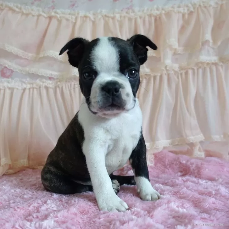 ID：2501-06741の子犬