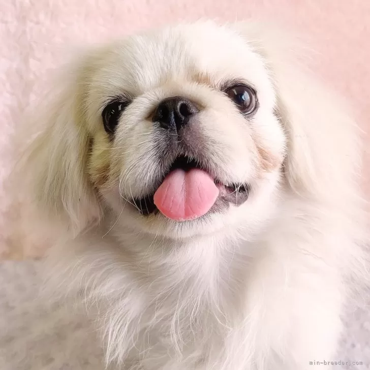 ID：2503-00736の子犬