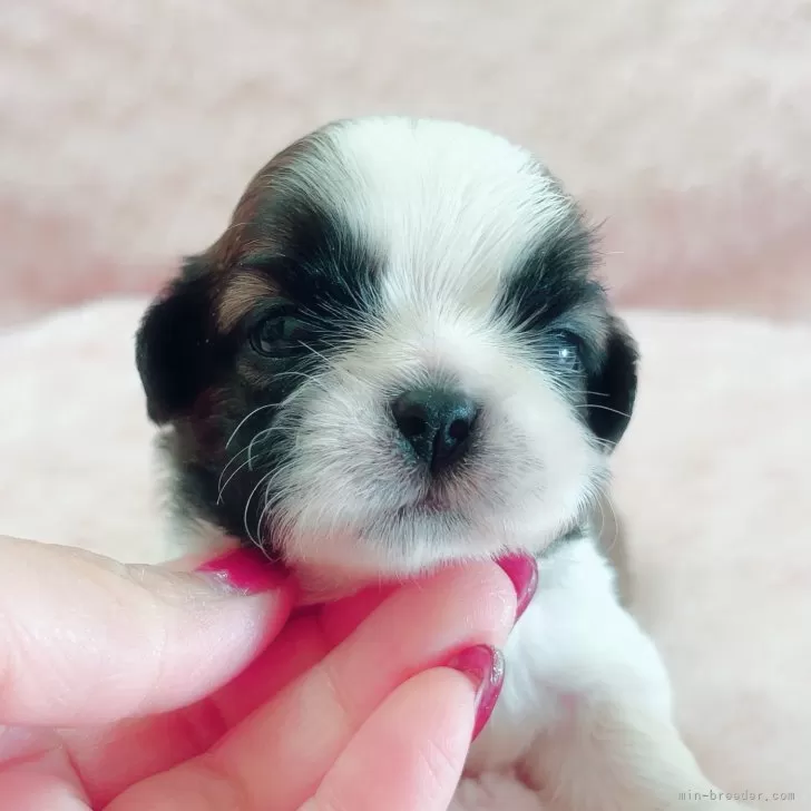 ID：2501-03596の子犬