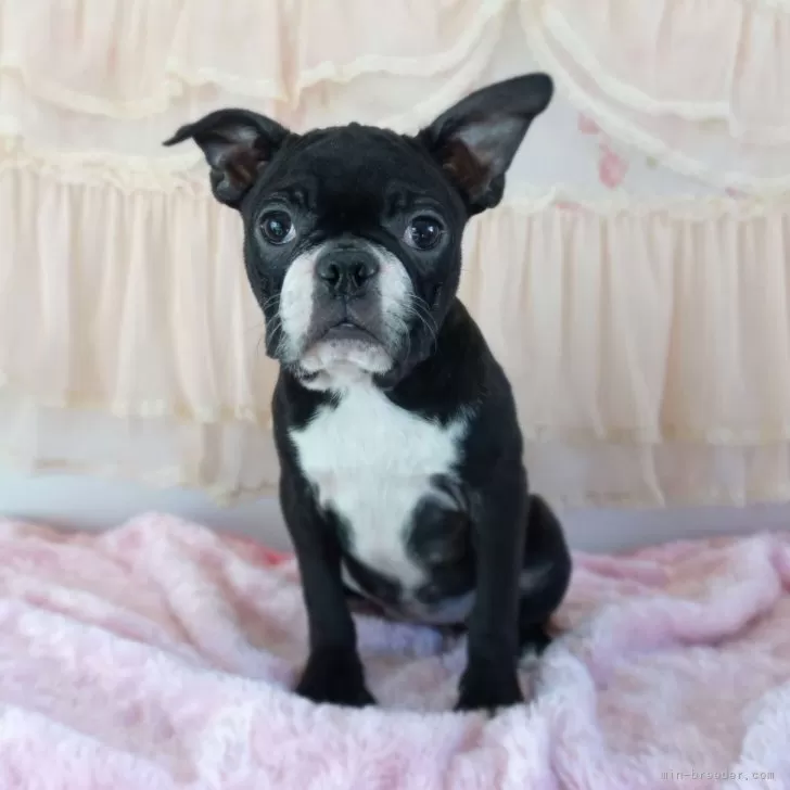 ボストンテリア【埼玉県・女の子・2025年7月31日・ボストンカラー】の写真1