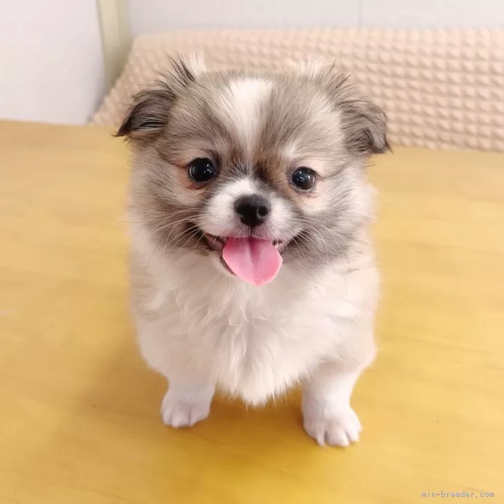 ID：2506-07171の子犬