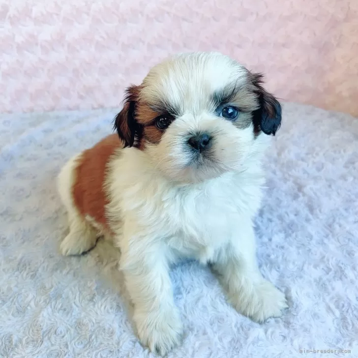 ID:2501-03598の子犬