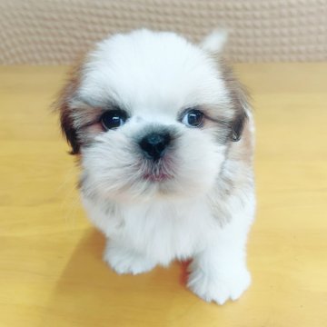 シーズー【埼玉県・男の子・2025年3月29日・ゴールド&ホワイト】の写真「次男くん♡」