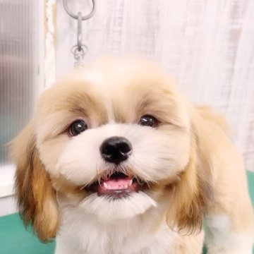 シーズー【埼玉県・男の子・2025年4月4日・ゴールド&ホワイト】の写真「次男くん♡総額表示です。」