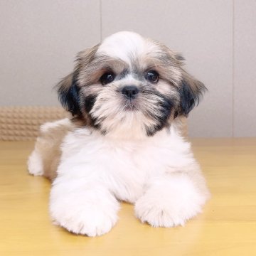 シーズー【埼玉県・男の子・2025年6月24日・ゴールド&ホワイト】の写真「長男くん♡見学と同時にお迎えできます。」