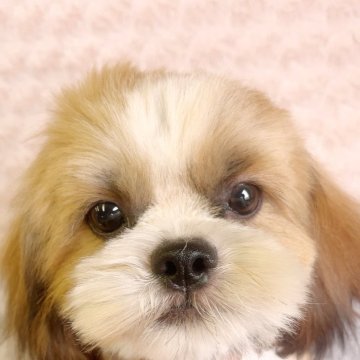 シーズー【埼玉県・男の子・2025年2月18日・ゴールド&ホワイト】の写真「三男くん♡見学と同時にお迎えできます。」