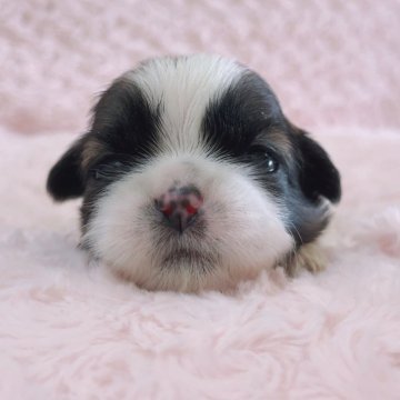 シーズー【埼玉県・女の子・2025年11月11日・ゴールド&ホワイト】の写真「四女ちゃん♡」