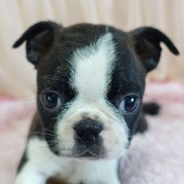 ボストンテリア【埼玉県・女の子・2025年7月31日・ボストンカラー】の写真「長女ちゃん♡」