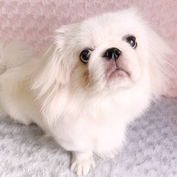 ペキニーズ【埼玉県・男の子・2025年2月4日・ホワイト&クリーム】の写真「かわいいボクです♡総額表示です。」
