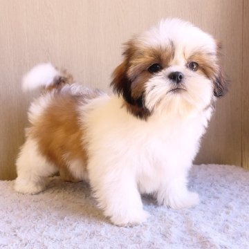 シーズー【埼玉県・女の子・2025年7月27日・ゴールド&ホワイト】の写真「次女ちゃん♡」