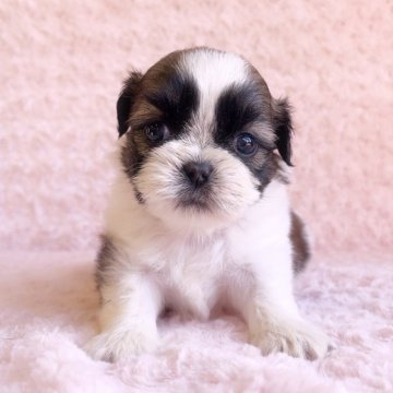 シーズー【埼玉県・女の子・2025年11月11日・ゴールド&ホワイト】の写真「四女ちゃん♡」