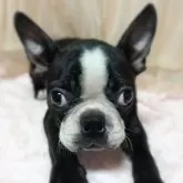 ボストンテリア