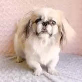 ペキニーズ