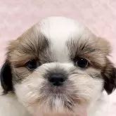 シーズー