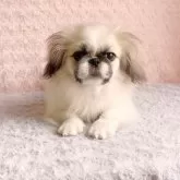 ペキニーズ