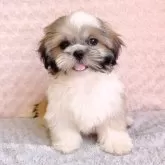 シーズー