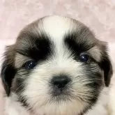 シーズー