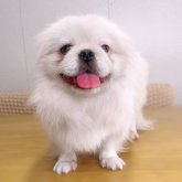ペキニーズ