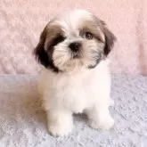 シーズー