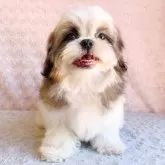シーズー