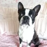 ボストンテリア
