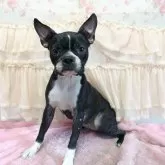 ボストンテリア