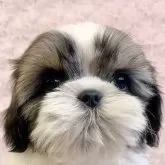 シーズー