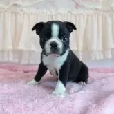 ボストンテリア