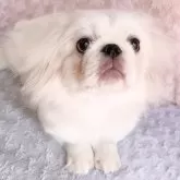 ペキニーズ